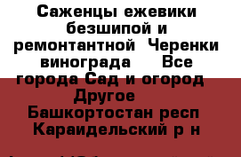 Саженцы ежевики безшипой и ремонтантной. Черенки винограда . - Все города Сад и огород » Другое   . Башкортостан респ.,Караидельский р-н